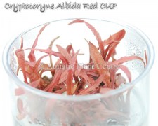 Cryptocoryne Albida Red TC CUP